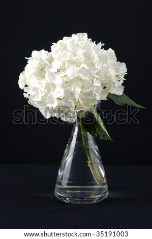 Bunch of hydrangea in a glass vase