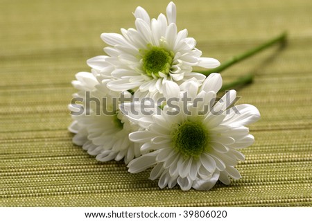 Lay down three chrysanthemums isolated
