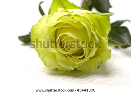 lay down light yellow rose