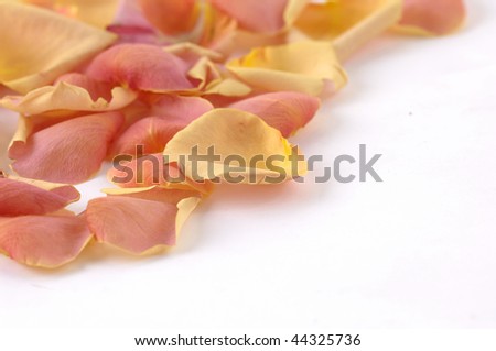 petals of rose border