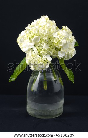 hydrangea in glass vase on black background