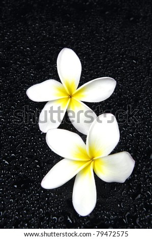 Two Glorious frangipani or plumeria flowers,