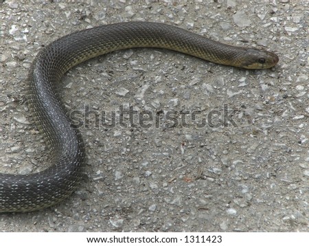 Snake adder