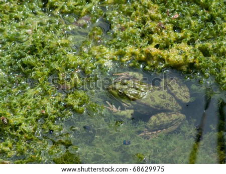 Animal world, frog in swamp, looking around at spawn