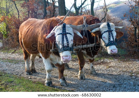 Pair of oxen with halter yoked together ready to pull a load. Traditionally, a yoke is made of a wooden material.