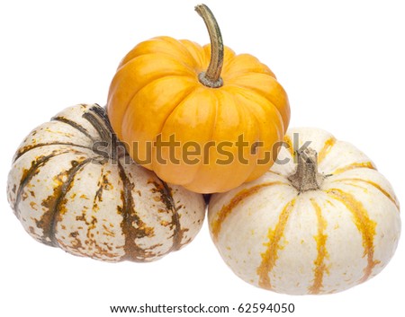 Festive Fall Pumpkins Isolated on White with a Clipping Path.