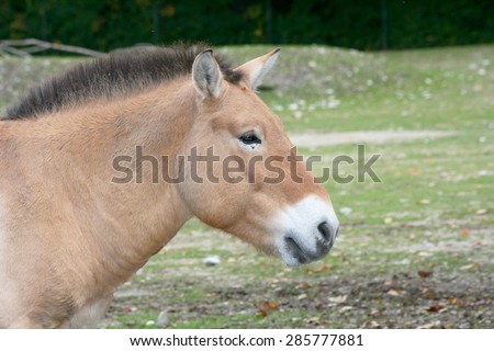 The Przewalski\'s Horse (Equus ferus przewalskii) is the only wild horse that has survived in its wild form today.