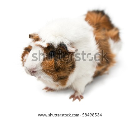 Adorable guinea pig small house pet