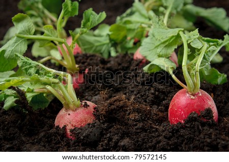 Radishes in the field