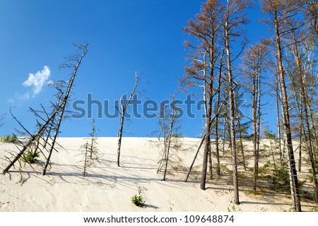 Forest erosion by shifting dunes in Poland