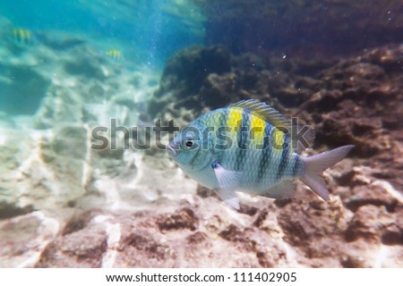 Fish in Caribbean Sea of Mexico