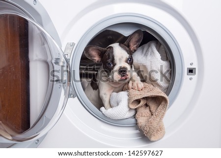 French bulldog puppy inside the washing machine