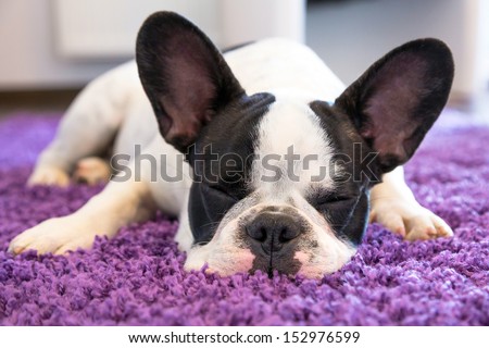French bulldog sleeping on the carpet