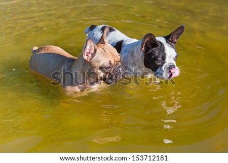 French bulldogs at the lake
