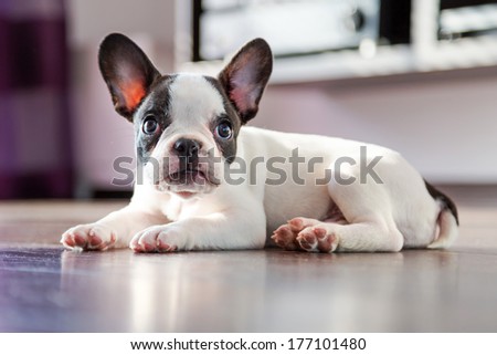 French bulldog puppy at home