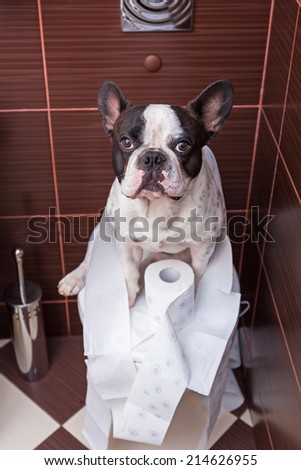 French bulldog sitting on toilet at home