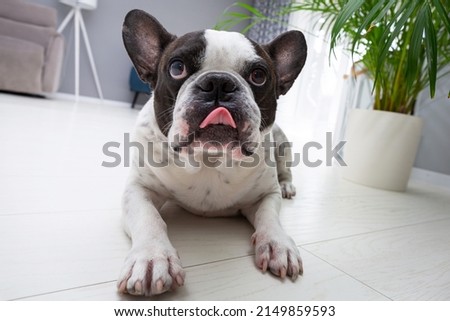 Similar – Foto Bild Französische Bulldogge beim Stretching auf der Yogamatte.