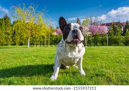 Similar – Image, Stock Photo French Bulldog with young woman in headphones smiling while lying on the couch