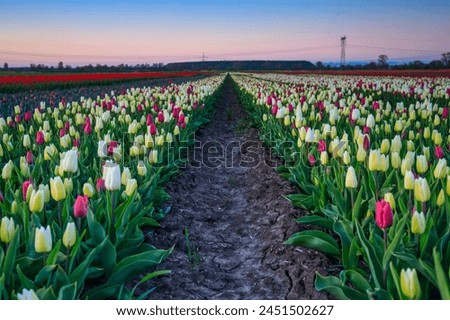 Similar – Foto Bild Tulpen über Tulpen Umwelt