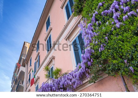 Traditional italian architecture of Pisa city with purple lilac bushes