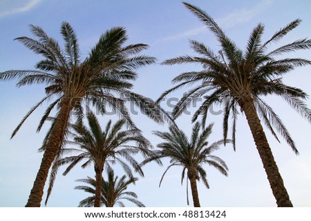 African Palm Trees Stock Photo 48813424 : Shutterstock