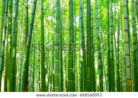 Bamboo Forest