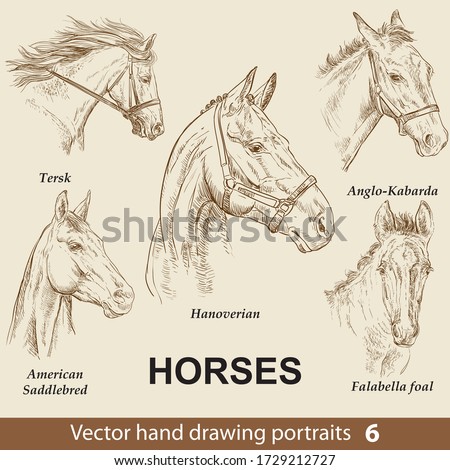 Hand drawing set of horses breeds. Elegance horse head isolated on beige background. Pencil, ink hand drawn realistic portrait. Animal collection. Good for print T-shirt, banner. Stock illustration