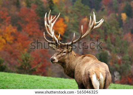 Deer On