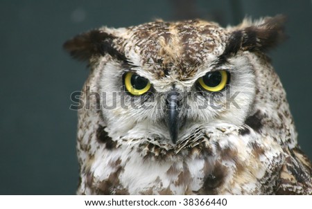 Owl with yellow eyes and green background