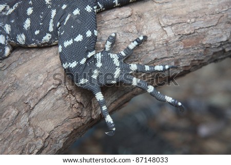 Goanna - Komodo dragon claw