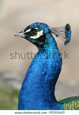 Profile of a male peacock