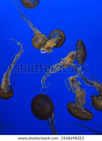 Similar – Image, Stock Photo Jellyfish illuminated with orange light on a colorful background