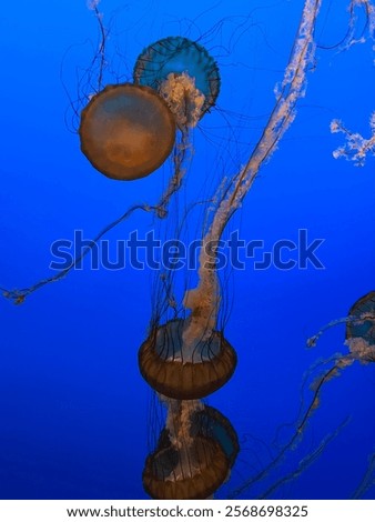 Similar – Image, Stock Photo Jellyfish illuminated with orange light on a colorful background