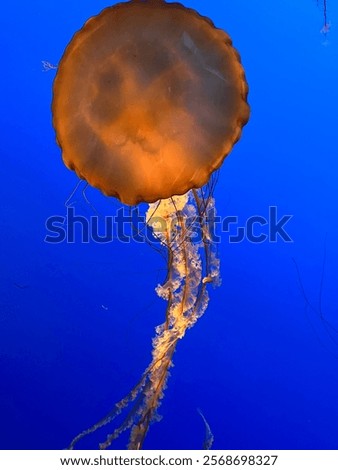 Similar – Image, Stock Photo Jellyfish illuminated with orange light on a colorful background