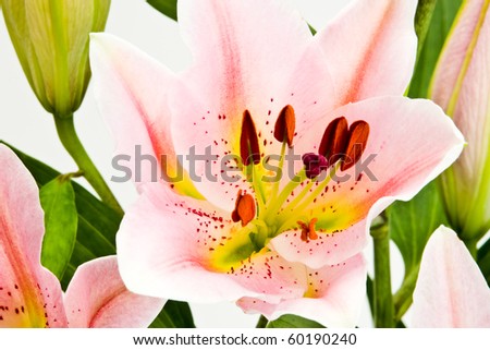 Asian lily arrangement in frosted vase.