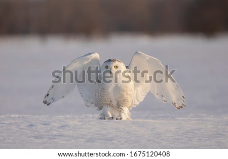 Similar – Foto Bild Weiße Schneeeule vor schwarzem Hintergrund, Rückansicht, Federkleid in Detailaufnahme