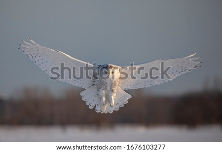 Similar – Foto Bild Weiße Schneeeule vor schwarzem Hintergrund, Rückansicht, Federkleid in Detailaufnahme