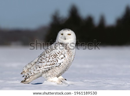 Similar – Foto Bild Weiße Schneeeule vor schwarzem Hintergrund, Rückansicht, Federkleid in Detailaufnahme