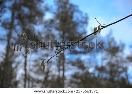 Similar – Foto Bild Corylus avellana Frühling