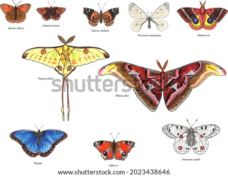 Butterflies with latin names. Apollo, Atlas Moth, the Duke of Burgundy, Clouded Apollo, Large Copper, Lo Moth, Comet Moth, Morpho,  Peacock Butterfly, Red Admiral. Live trace of marker sketch set