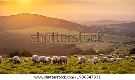 Image, Stock Photo Sheep in a meadow sheep