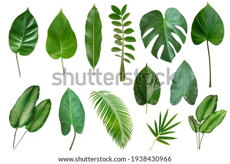 Set of Tropical leaves isolated on white background. Beautiful  
 tropical exotic foliage