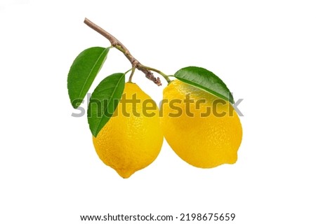 Similar – Image, Stock Photo Bunch of lemons on ground under tree