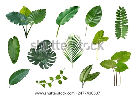 Similar – Image, Stock Photo green plant  leaves in the nature in springtime