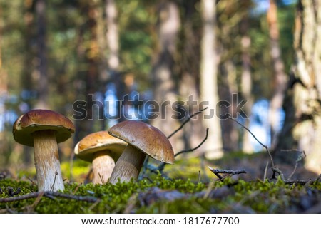 Similar – Image, Stock Photo forest mushroom boletus