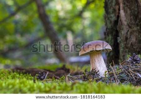 Similar – Image, Stock Photo forest mushroom boletus