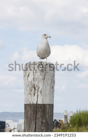 Similar – Foto Bild Die Möwe sitzt auf einem Dach und genießt die tiefstehende Sonne