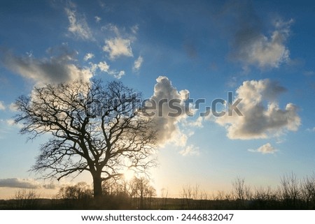 Similar – Image, Stock Photo Oak in winter light Fog