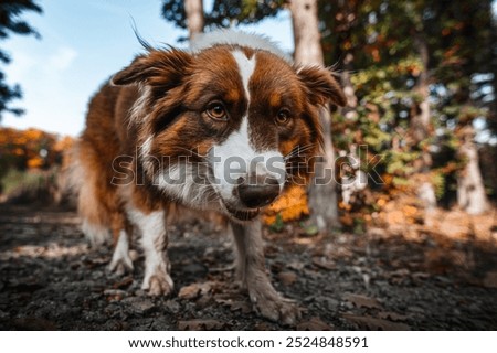 Similar – Foto Bild Loveling Dog Freude