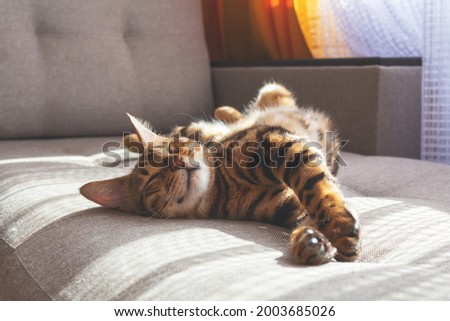 Image, Stock Photo bengal cat Lifestyle